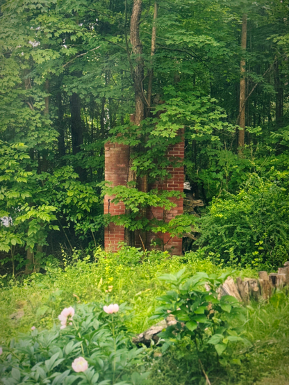 This photograph shows an overgrown forest clearing with a freestanding red brick chimney partially swallowed by surrounding trees. Lush green leaves and dense foliage obscure parts of the structure, and a tree trunk appears to grow directly through it. In the foreground, pink peonies bloom beside a patch of logs and wild greenery, softening the scene’s sense of abandonment.