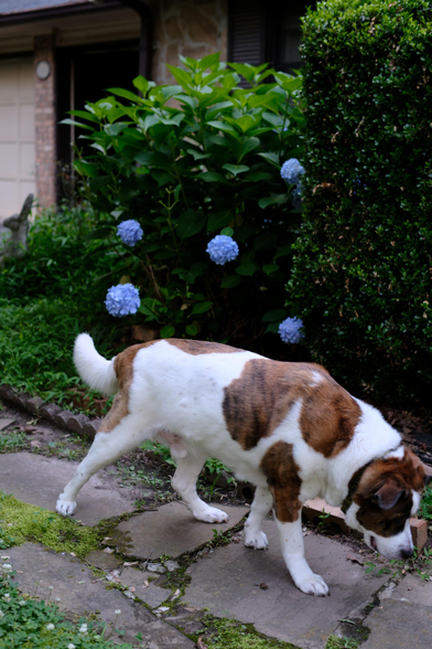 A white and brown dog walking over stone-covered yard, in front of a hydrangea bush with five blue blossoms on