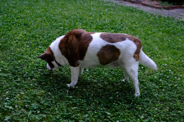 A white and brown dog's side view with his head on the left side, eating grass in his yard