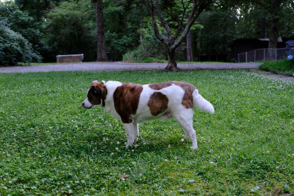 After grazing, a white and brown dog standing on green grass, licking around his mouth