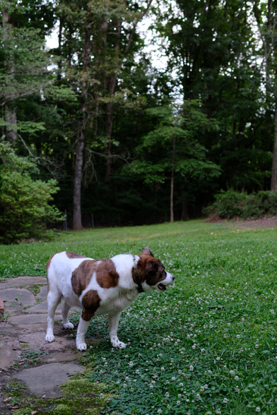 After a grass snack time, a white and brown dog is standing in his yard on green grass with white clover flowers