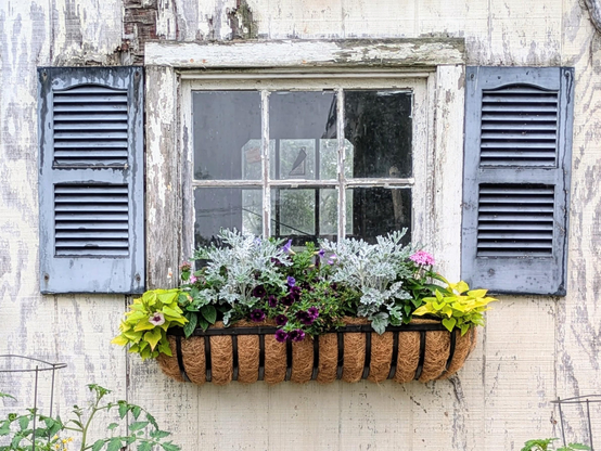 A window box filled with plants and flowers is set against an old, slightly rundown building.