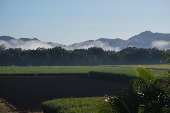 Fog behind trees with cane fields in the foreground.