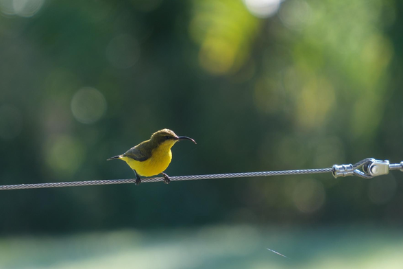 A small brown and yellow bird.