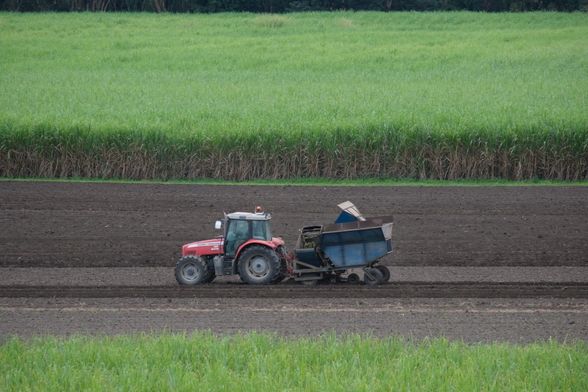A tractor pulling a cane planting implement in a field.