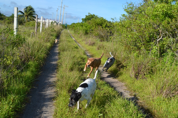 Outdoor shot of a sand road through the coastal scrub that is really just two tracks slightly wider than a truck's tire parallel through the high grass, bordered on the left by cement posts burried every six meters with razor-wire, running into the distance towards some buildings far away. In close there are three dogs running hard: a white dog with black spots and a black head in the lead, followed closely by a brown dog and a blue/gray dog with black spots, both doing their best to overtake the leader. In the middle distance on the left track a small brown and white dog can be seen running hard to catch up