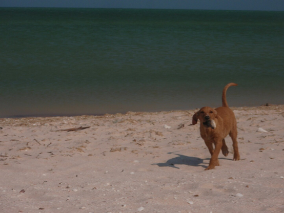 Shot on the beach in bright sunlight of a rust-colored puppy with a fish in its mouth walking away from the ocean and towards the photographer. Her tail is up and she looks happy