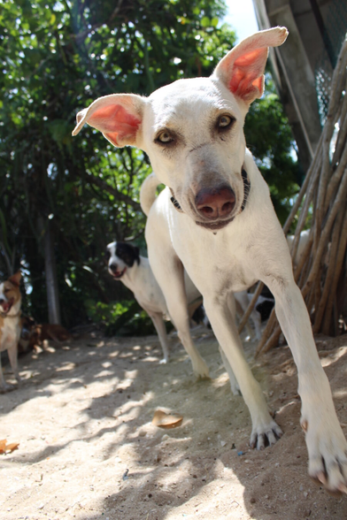 Close up shot of a dog in a sand yard with partial shade. They are all white, wearing a collar and have a distinctive scar across their nose. Their ears are up and they are looking directly into the camera. Behind them two other dogs can be seen looking on