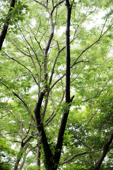 A canopy of lush green leaves and branches against a bright sky, creating a serene natural setting.