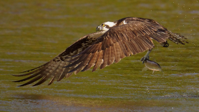 An Osprey has grabbed a shad from a green river and is flying close to the water as it struggles for lift.  Its wings are forward-facing and nearly touching the surface.