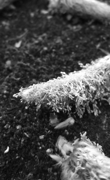 Fotografía macro en blanco y negro de una semilla