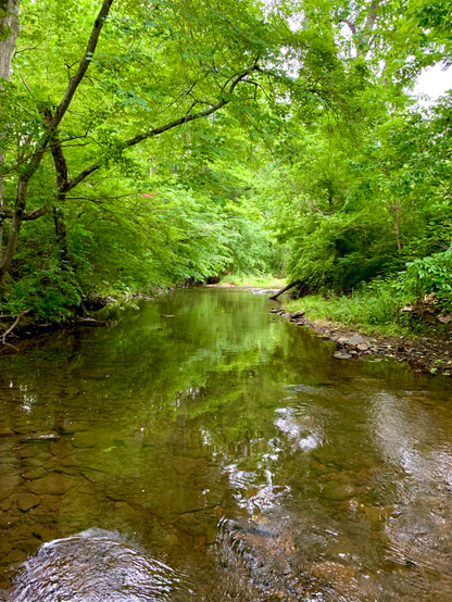 A small creek flows through the woods on a cloudy afternoon. The swift currents in the far back feed the slow-moving water, which turns into fast-flowing water in the foreground.