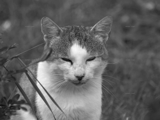 Cat, closeup, black and white, photo