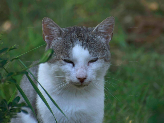 Cat, closeup, color, photo
