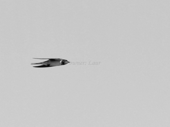 Bird, black and white, photo