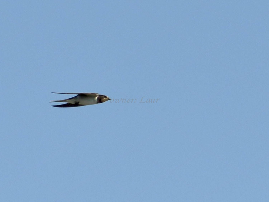 Bird, color, photo