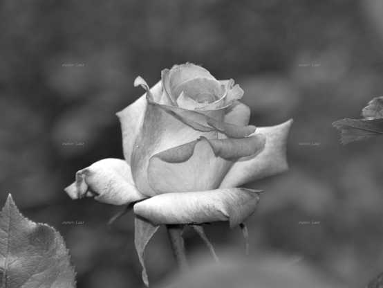 Rose, closeup, black and white, photo