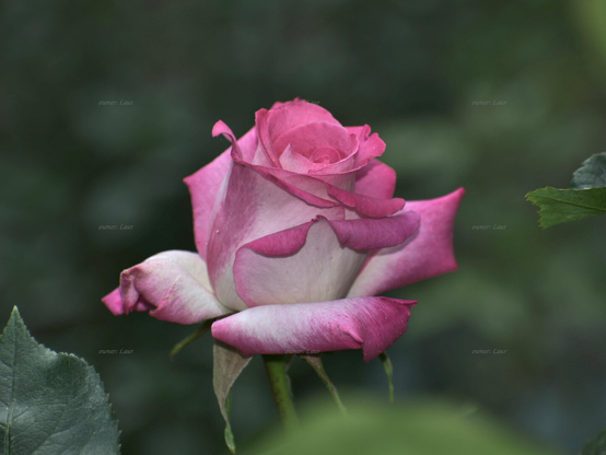 Rose, closeup, color, photo