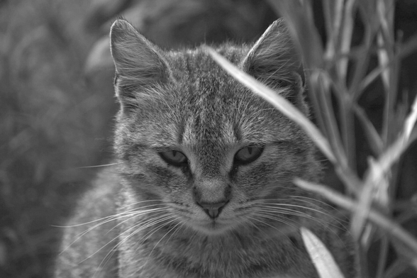 Cat, closeup, black and white, photo