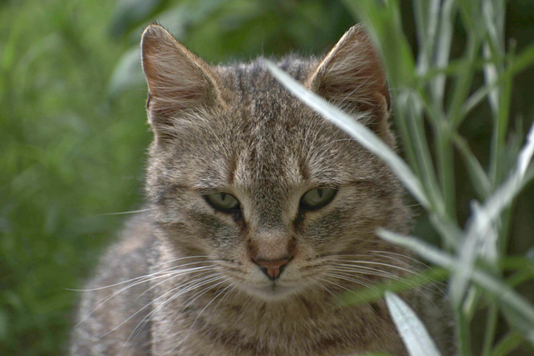 Cat, closeup, color, photo