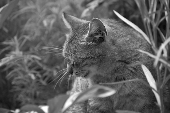 Cat, closeup, black and white, photo