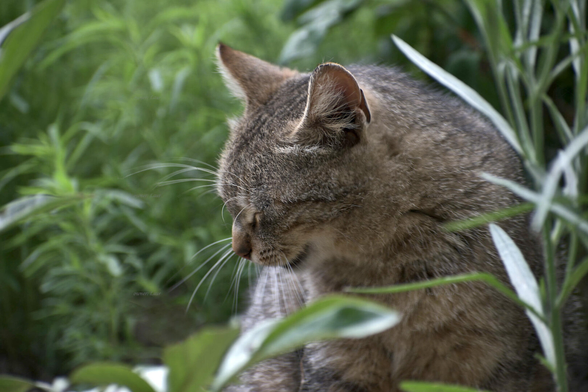 Cat, closeup, color, photo