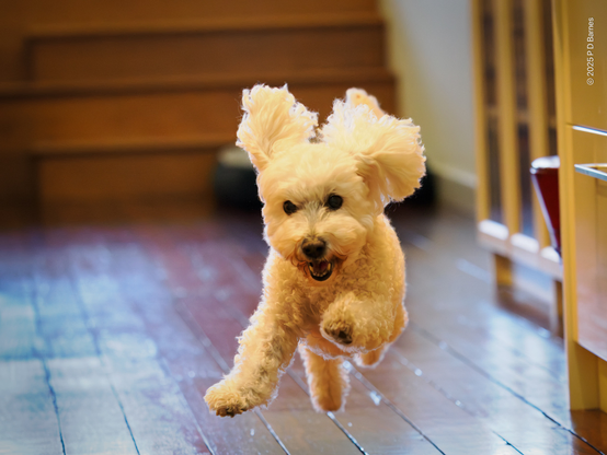 A little white poodle cross doing zoomies