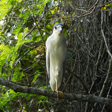 Ein Nachtreiher (Nycticorax nycticorax) steht einbeinig auf einem Ast vor dem Betrachter und schaut diesen mit beiden Augen an. Das linke Bein hat der Vogel angezogen. Es wird fast vollständig von seinen Bauchfedern bedeckt.
Nachtreiher erreichen eine Körpergröße zwischen 58 und 65 Zentimetern und wiegen zwischen 727 und 1014 Gramm. Die Weibchen sind meist etwas kleiner und haben während der Fortpflanzungszeit einen etwas kürzeren Federschopf als Männchen. Sie haben einen untersetzten Körperbau mit vergleichsweise kurzem Hals und Beinen.
Das Federkleid der adulten Nachtreiher ist auffällig grau, schwarz und weiß gefärbt. Die Haube, bestehend aus wenig verlängerten Kopf- und längeren Nackenfedern, ist schwarz. Rücken und Schultern sind ebenfalls schwarz, der Bauch ist hellgrau bis weiß gefärbt, ansonsten sind Rumpf und Flügel unscheinbar aschgrau. Stirn und Gesicht sind weiß, der dicke Schnabel ist schwarz, die Iris ist auffällig rot. An manchen Stellen ist ihr Gesicht unbefiedert, die Haut dort ist grünlich-gelb. Die Beine der adulten Nachtreiher sind blaß gelbgrün. Die Flügel sind breit und rund. Im Flug ähneln sie den Rohrdommeln.