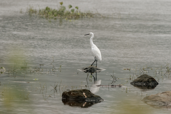 A white egret stands on a small rock in shallow water. Its reflection appears on the calm surface, with a few scattered reeds and dark rocks nearby.