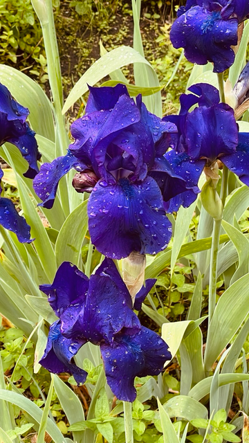Lila Lilienblüten mit Regentropfen 💧.