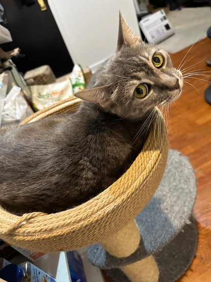 Mellie the cat, a gray domestic shorthair cat with white swirls and yellow eyes, looks over her right shoulder towards the camera whilst curled up at the top of a cat tree.