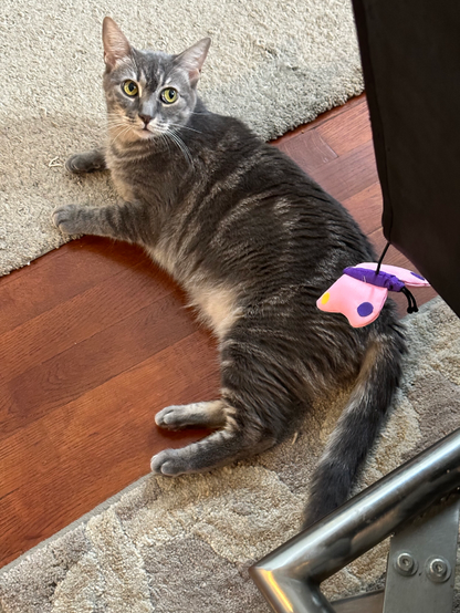 Mellie the cat, laying on her side on a bit of exposed hardwood floor, looking up and to the left, off camera, with her big yellow eyes. From this angle, you can see her white face markings and white belly, offset against the rest of her primarily gray shorthair coat. A pink and purple butterfly toy on an elastic band appears on the right side of the frame.