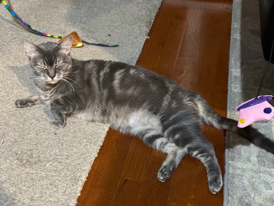 Mellie the cat laying down in between a beige carpet and a bit of exposed hardwood floor, caught mid-blink with her eyes closed. From this angle you can really see the gray and white swirl on her side, stripes on her legs, and the fluffy white fur on her belly.