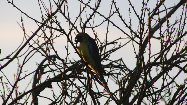 A green rosella in silhouette, high in a bare tree, surrounded by twigs as they pick something from between their toes with their beak