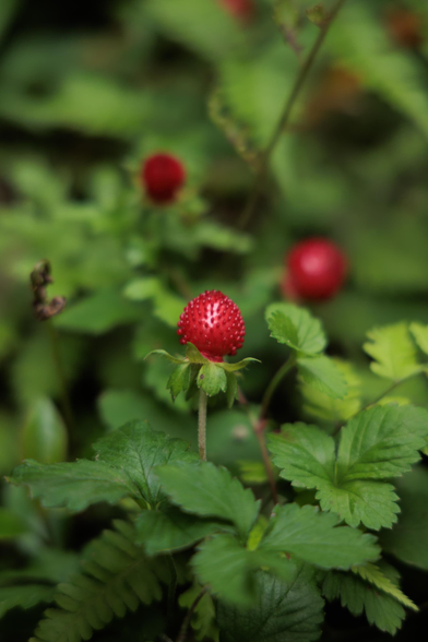 A cluster of vibrant red wild strawberries nestled among lush green leaves in a natural setting.