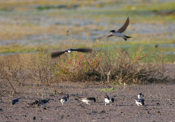 Photo d’un étang presque à sec, huit hirondelles de fenêtre (ventre blanc, ailes brunes, dos et tête noir bleuté) sont en train de ramasser la vase avec leur bec, tandis que deux autres volent au dessus d’elles. On voit un buisson de salicorne et des algues verdâtres dans le fond. 