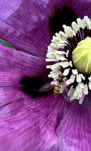 Un syrphe en train de déjeuner dans une fleur de pavot. 