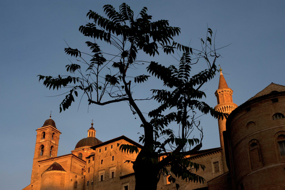 Les derniers rayons du soleil colorent les murs de la vieille ville d’Urbino, en Italie. Le ciel est d’un bleu pur. Au premier plan, en ombre chinoise, la silhouette d’un arbre dont les branches me font penser à de grandes fougères. 