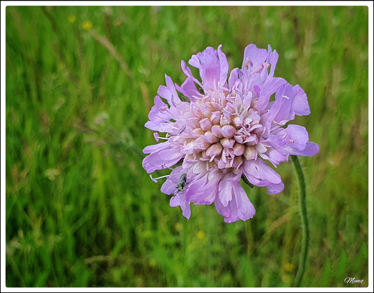 Bildbeschreibung:
Eine einzelne helle violette Blüte der Skabiose.