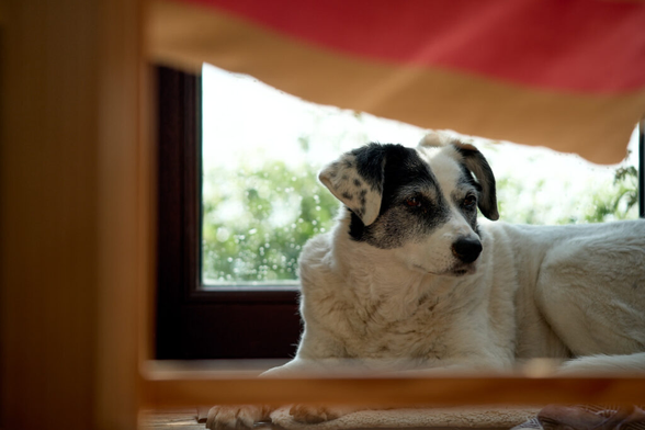 A dog resting under a table with a chair in the foreground.