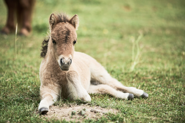 A shetland pony foal resting on the ground.