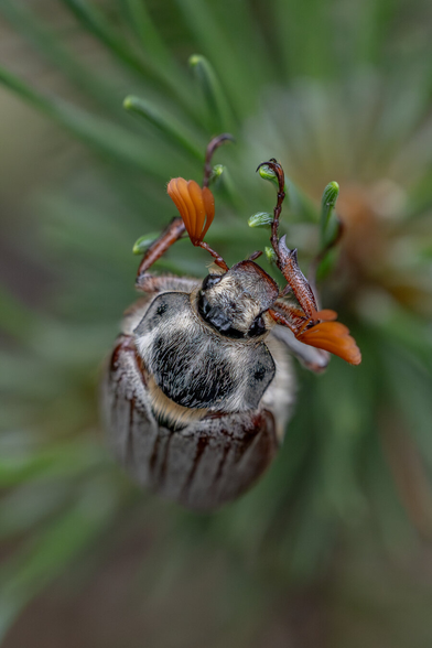 Close-up macro photograph of a May beetle (Melolontha melolontha) clinging to a pine needle. The image shows detailed features including the beetle's fuzzy thorax, dark compound eyes, and distinctive orange, fan-like antennae. The background is blurred green foliage, highlighting the beetle as the focal point.