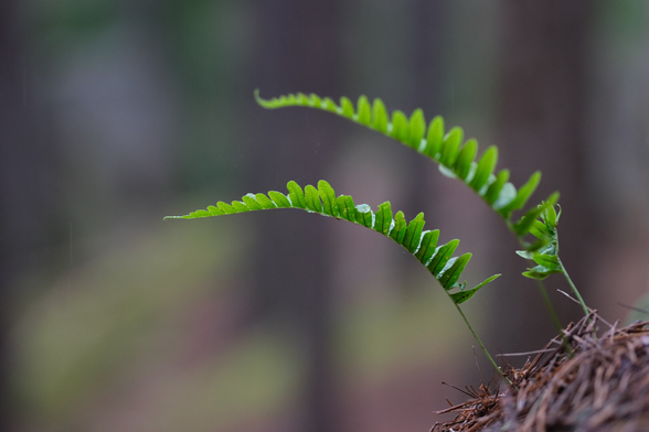 Close-up of two green fern fronds with delicate leaflets, set against a blurred forest background.