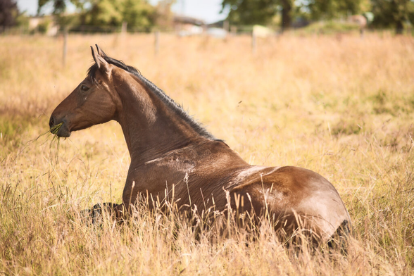 A horse resting in the grass and chewing on some grass for good measure.
