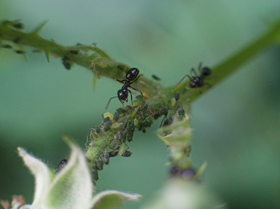 Ant caring for aphids on a blackberry bush.