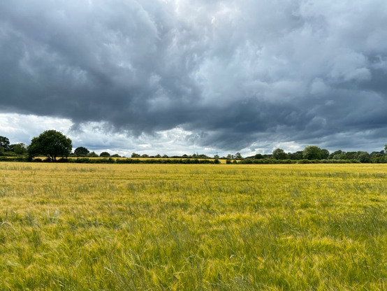 a Wheatfield in the sunshine with dark clouds in the background
