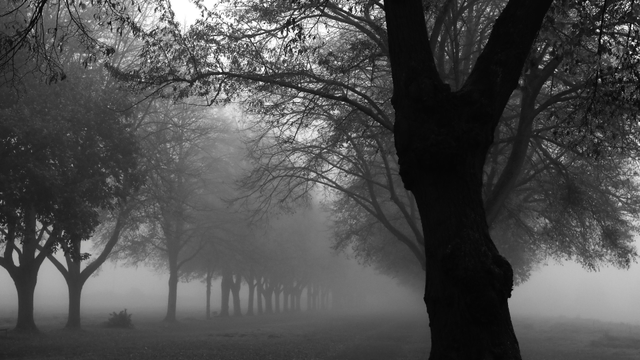 the black and white photo shows an avenue of bare trees blurred in dense fog. the trees are close together and form a long, straight line that disappears into the fog in the distance. the foreground is dominated by a large tree trunk on the right side, whose dark silhouette forms a strong contrast to the light fog.