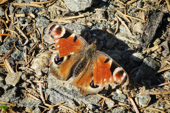 A close-up, top-down shot of a Peacock butterfly resting on a textured, stony surface with scattered pine needles and small twigs. The butterfly's wings are spread, revealing their striking orange-brown colouration with prominent blue, black, and white 'eyespots' near the outer edges. The light highlights the intricate patterns on its wings and creates a shadow beneath its body.