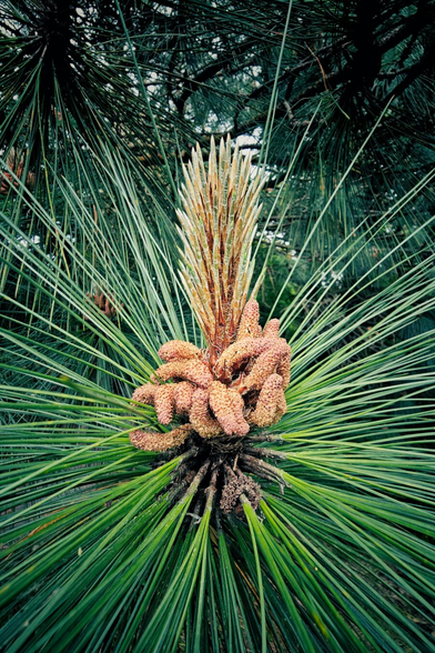A close-up, top-down view of a developing pine cone amidst long, radiating green pine needles. The new cone is a cluster of reddish-brown, textured nubs at the base, tapering upwards into a lighter, spiky crown, all surrounded by the sharp, green foliage of the pine tree.