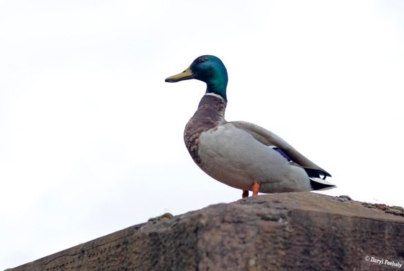 A mallard duck standing on a high wall. 